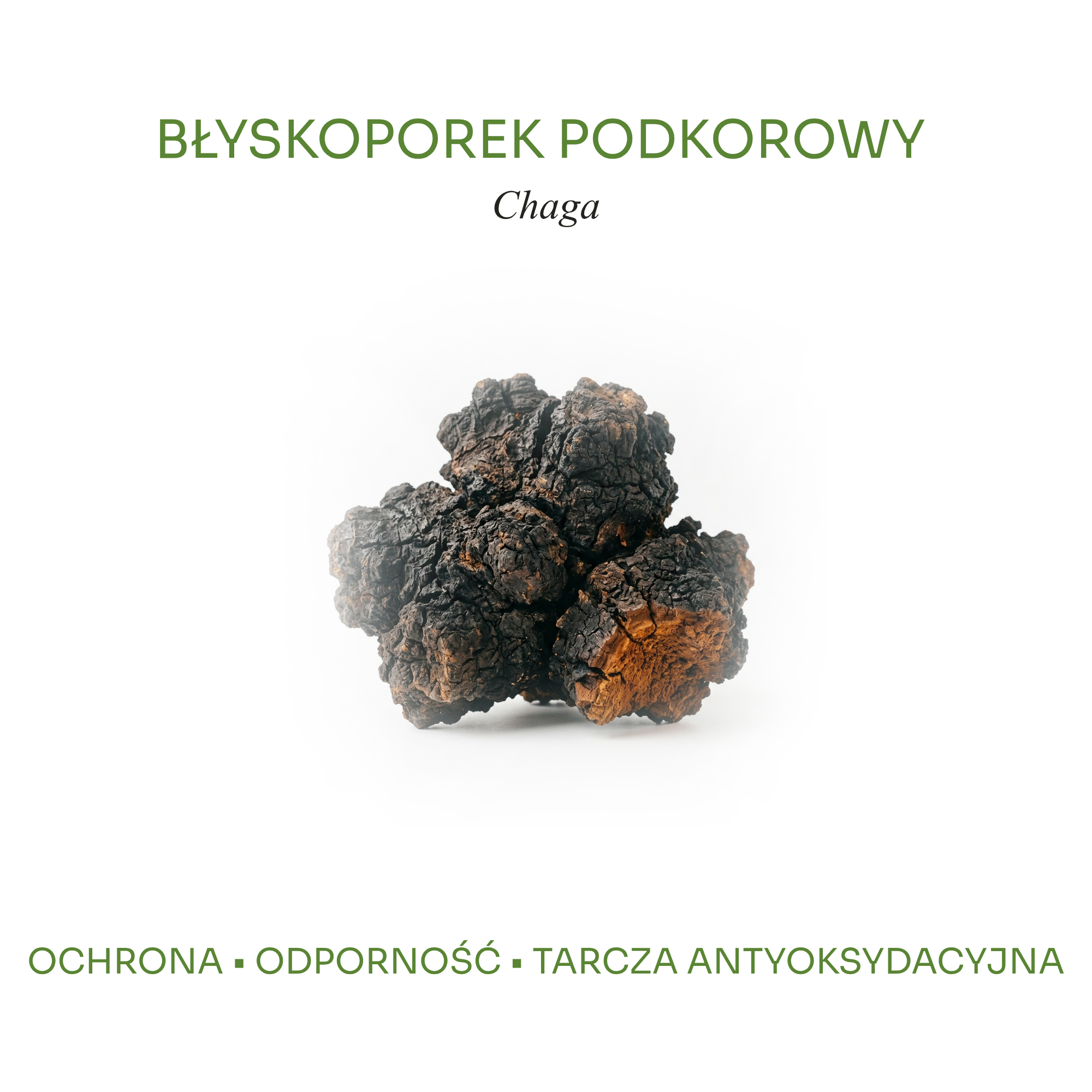 Dziki owocnik grzyba błyskoporek podkorowy Chaga, naturalna tarcza antyoksydacyjna i ochrona komórkowa HerbLabs.