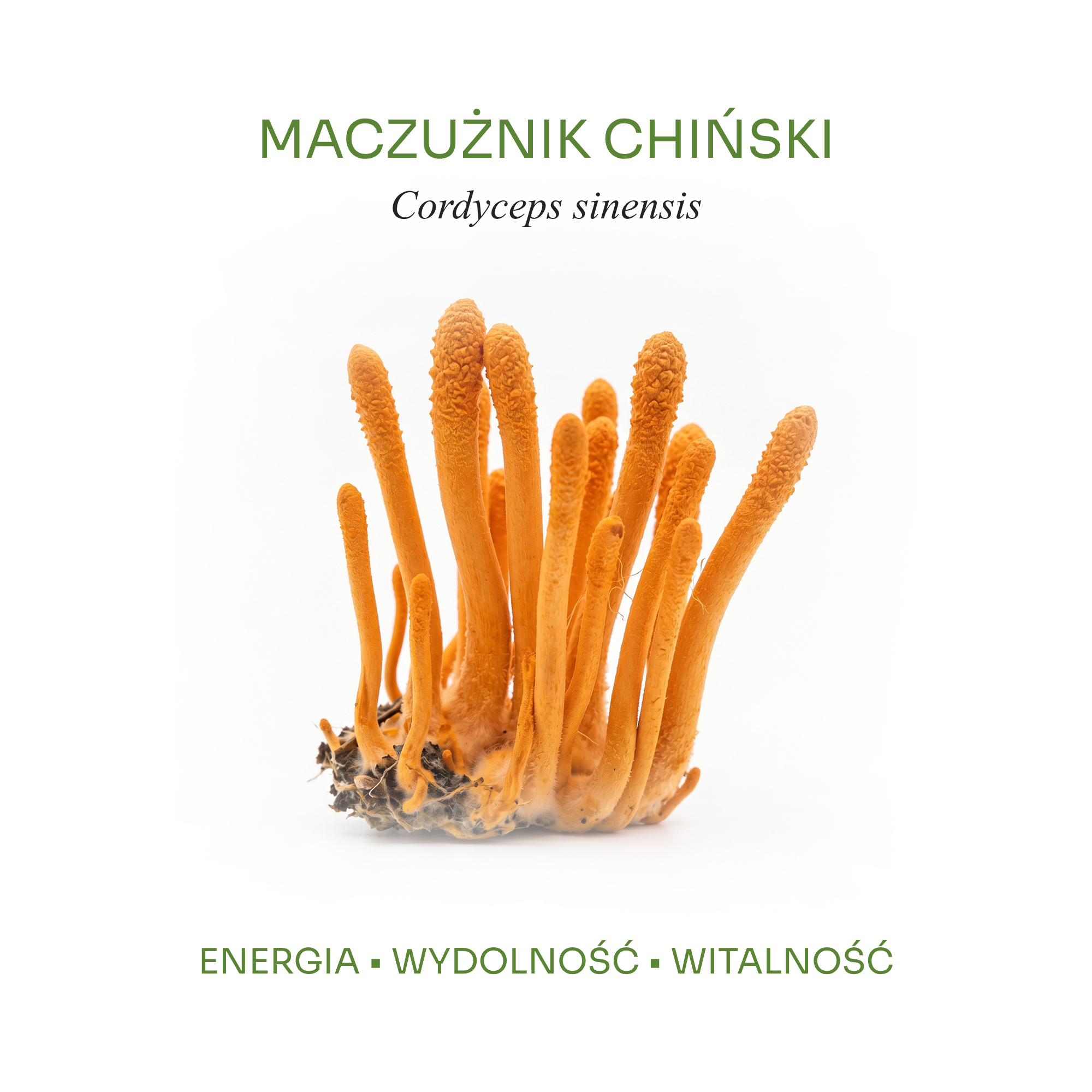 Owocnik grzyba maczużnik chiński Cordyceps w płynnym ekstrakcie HerbLabs NEURO, naturalna energia komórkowa i wydolność.
