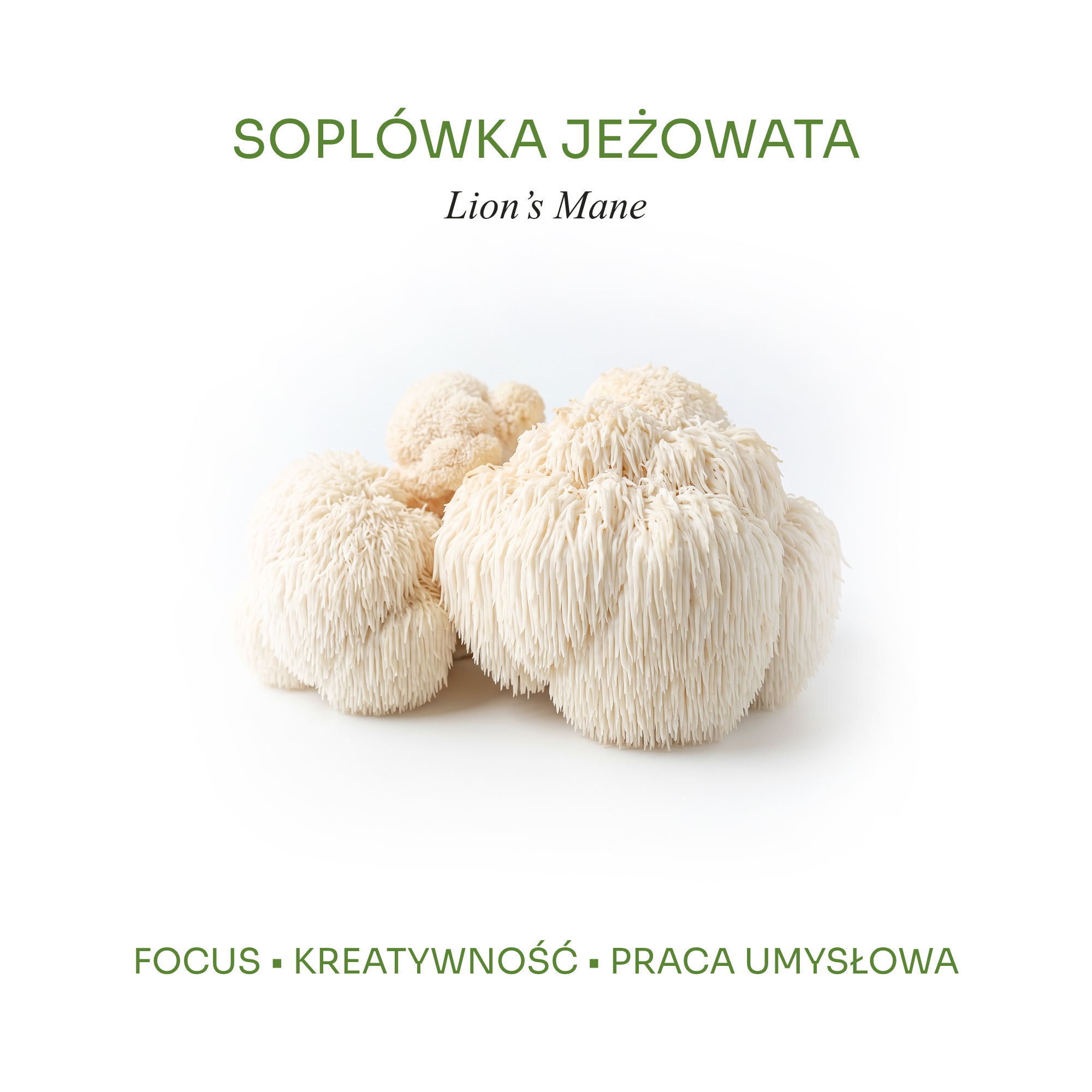 Czysty owocnik grzyba soplówka jeżowata Lion's Mane na jasnym tle, ekstrakt DER 20:1 HerbLabs NEURO na koncentrację i focus.